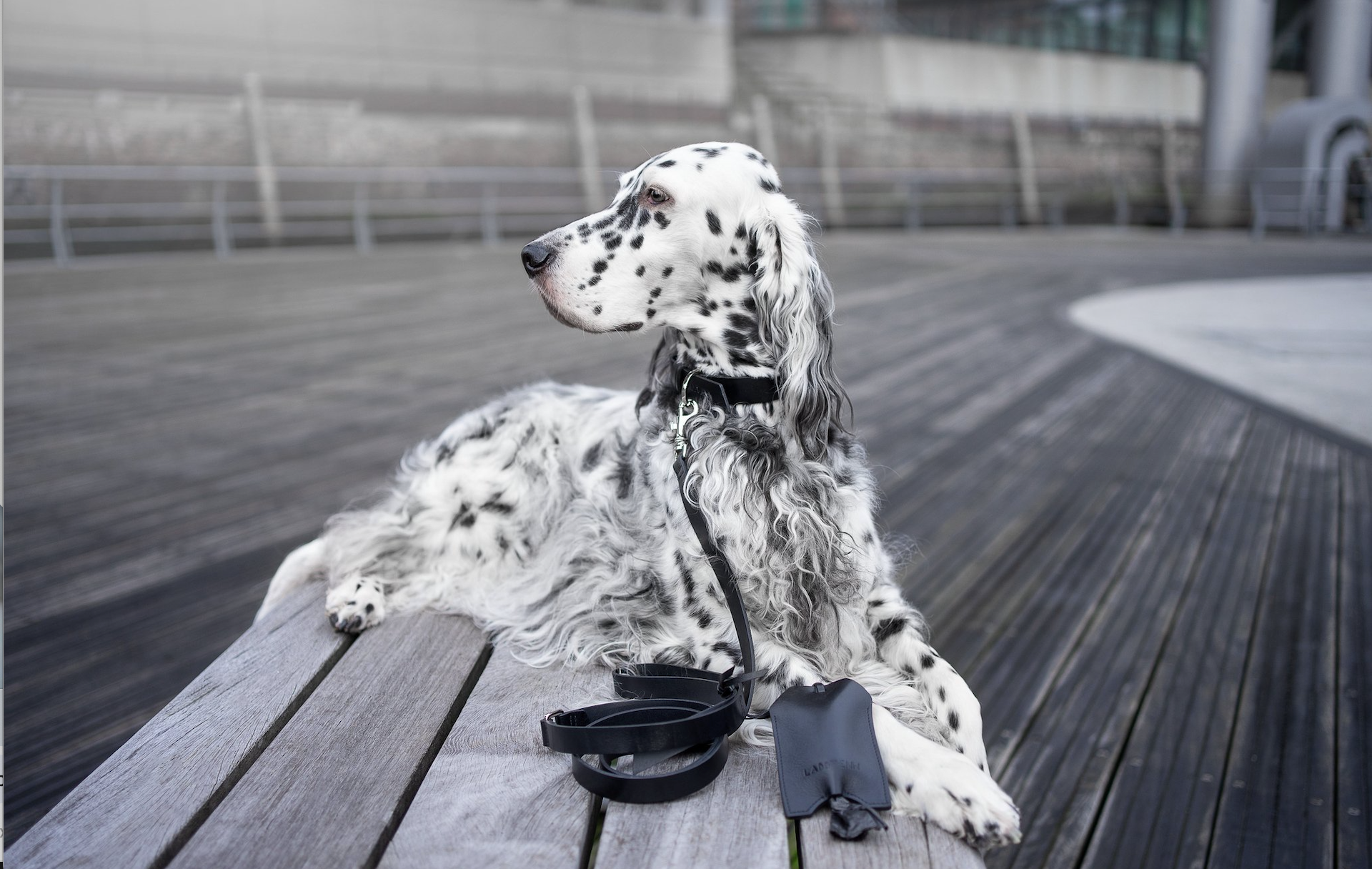 Comment choisir le meilleur collier pour son chien ?