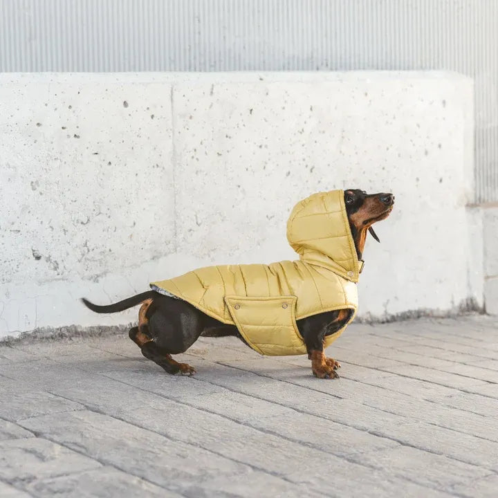 manteau chien teckel