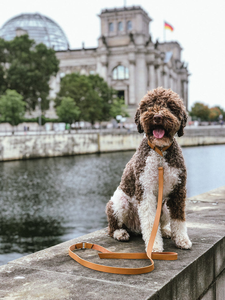 Accessoires en cuir pour chien, laisse élégante