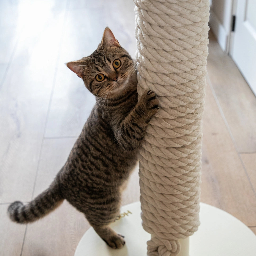 Base stable et robuste du Totem adaptée aux grandes races de chats