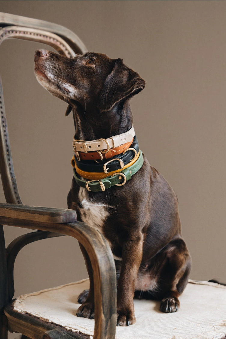 Collier FIR Air en cuir vert vibrant pour chiens stylés.