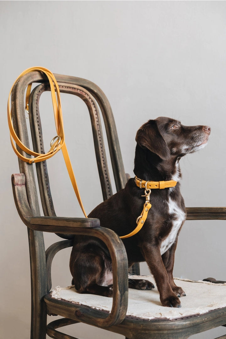Collier élégant en cuir brun avec rembourrage doux.