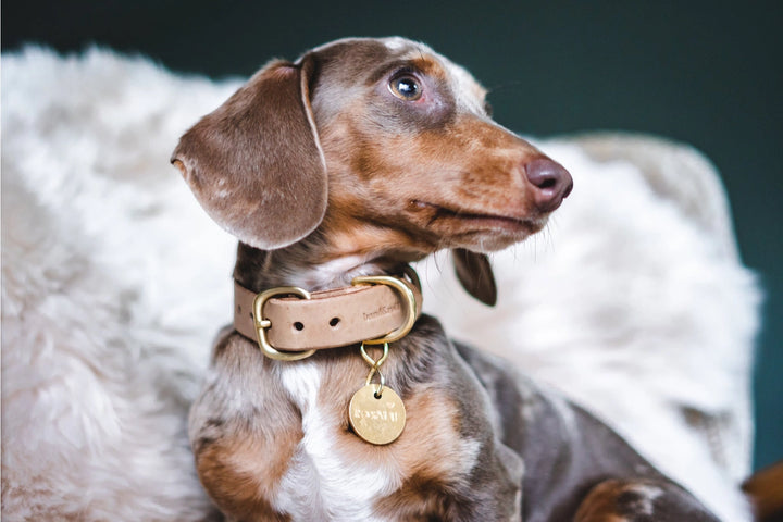 Collier pour chien avec quincaillerie en laiton massif