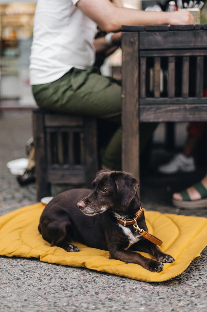 Design minimaliste et pratique de la couverture pour chiens