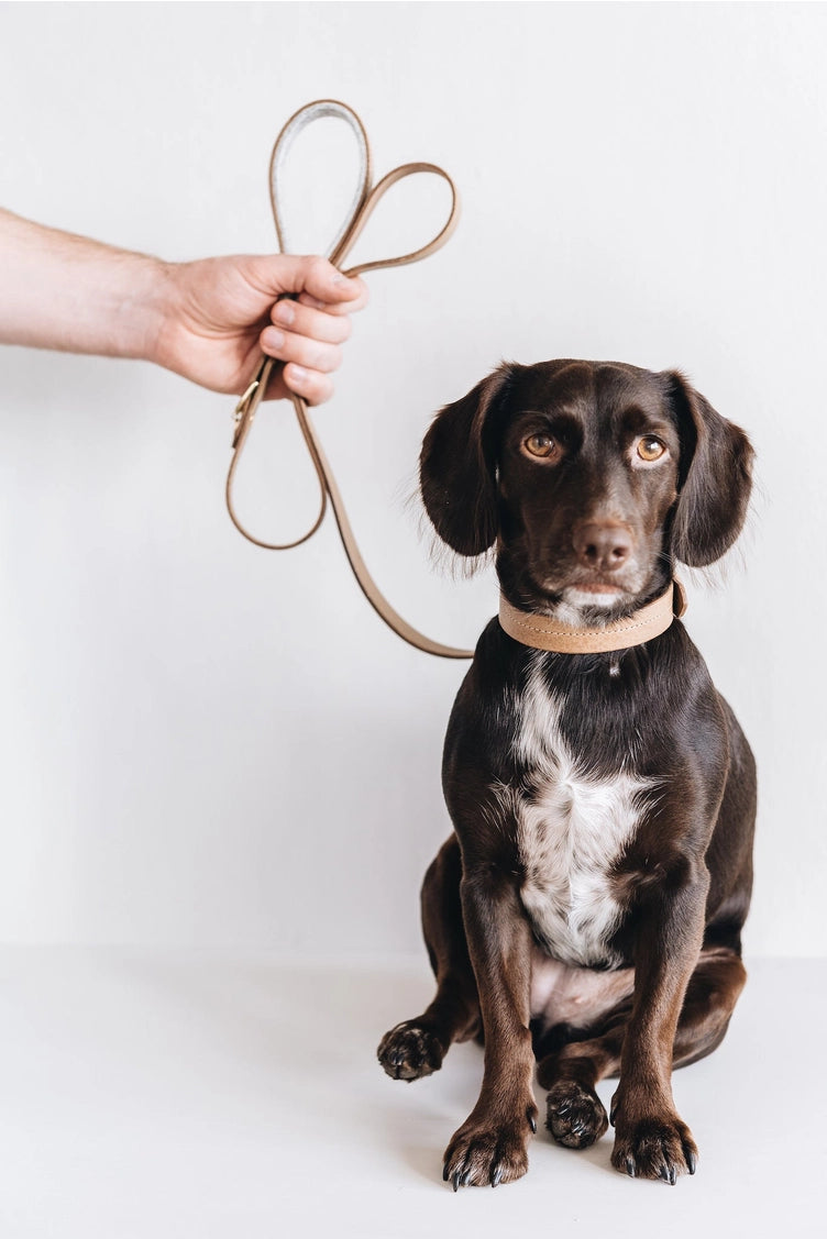 Laisse HITCH Air légère pour chiots et petits chiens