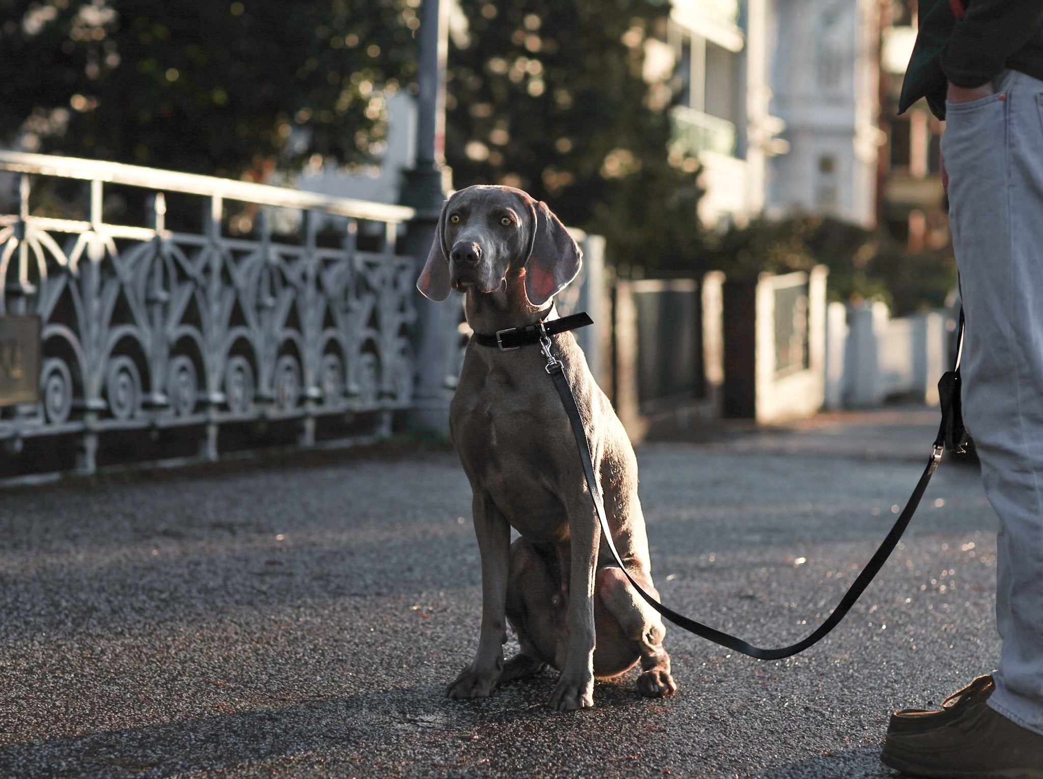 Laisse en cuir végétalien pour chiens de grande taille