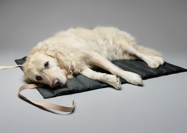 Tapis antidérapant pour chien, idéal pour les voyages