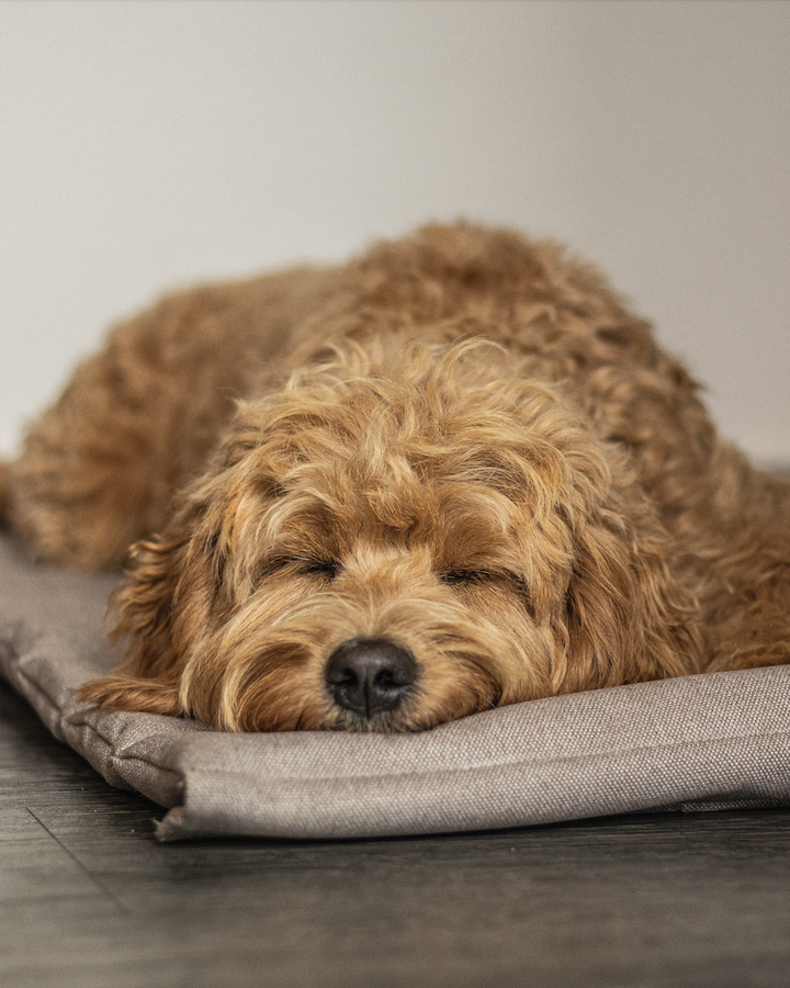 Tapis déhoussable et lavable en tissu non tissé pour chien
